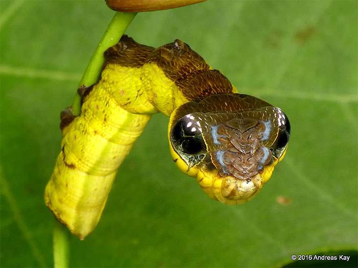 Гусеница-змея (Hemeroplanes caterpillar), фото фотография насекомые