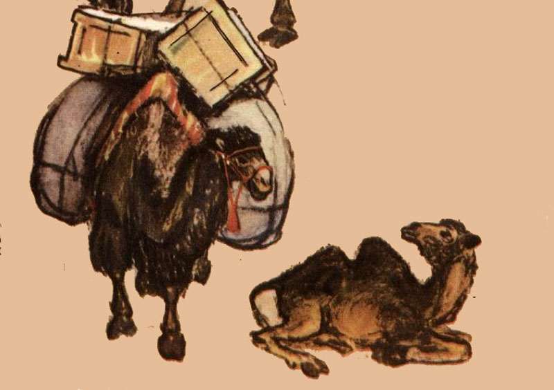 Три верблюда, рисунок иллюстрация