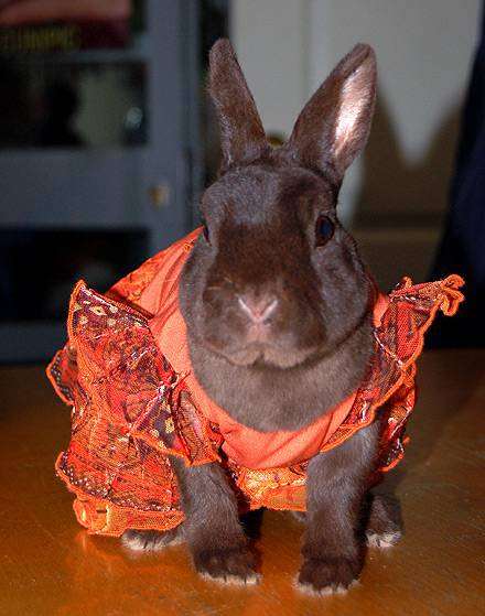 Карликовый декоративный кролик, фото фотография