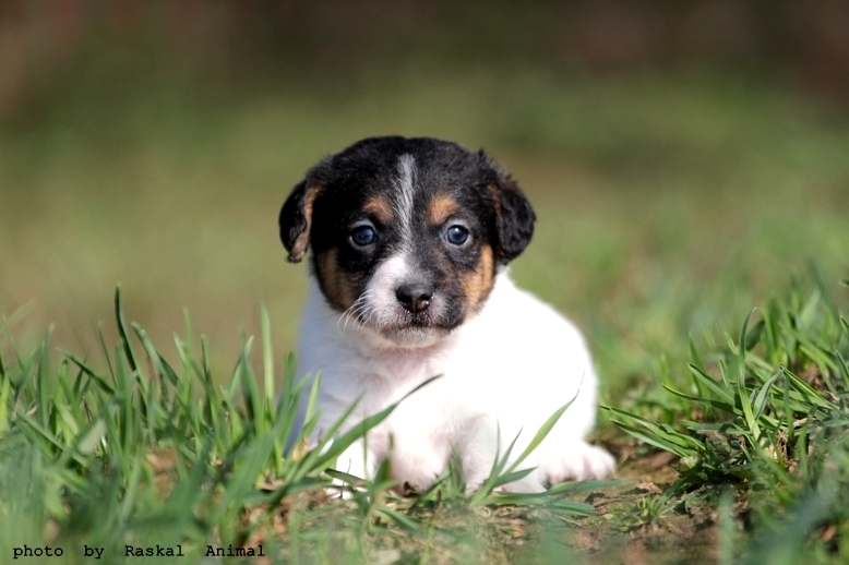 Щенок джек-рассел-терьера, фото фотография поведение собаки