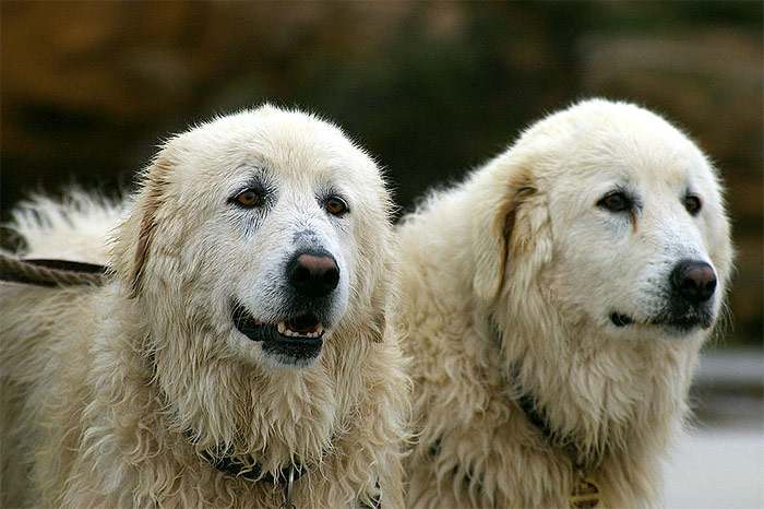 Мареммо-абруцкая овчарка (маремма), фото фотография крупные собаки