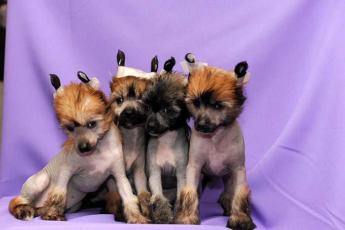 Щенки китайской голой хохлатой собачки, фото породы собак фотография