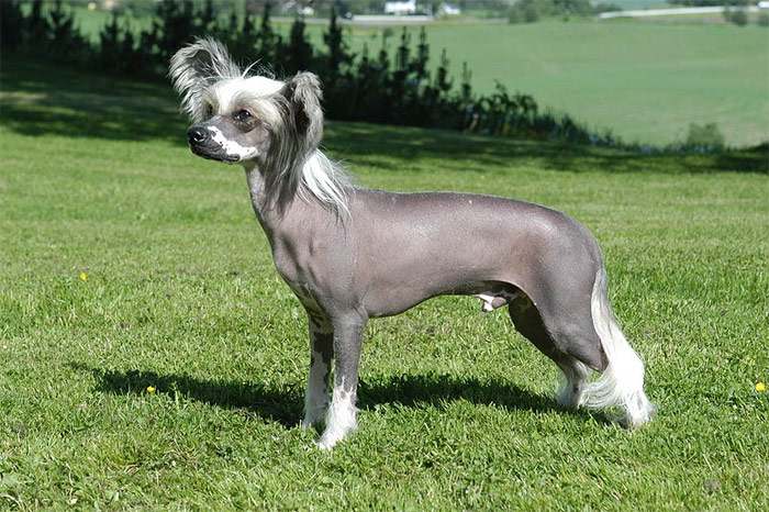 Китайская голая хохлатая собака, фото породы собак фотография