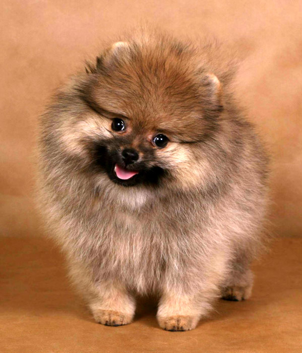 Щенок немецкого миниатюрного шпица, фото фотография собаки