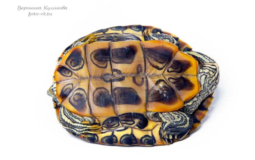 Красноухая черепаха на белом фоне, фото фотография картинки рептилий