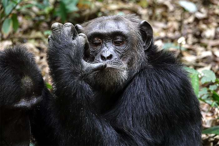 Шимпанзе, фото фотография приматы обезьяны