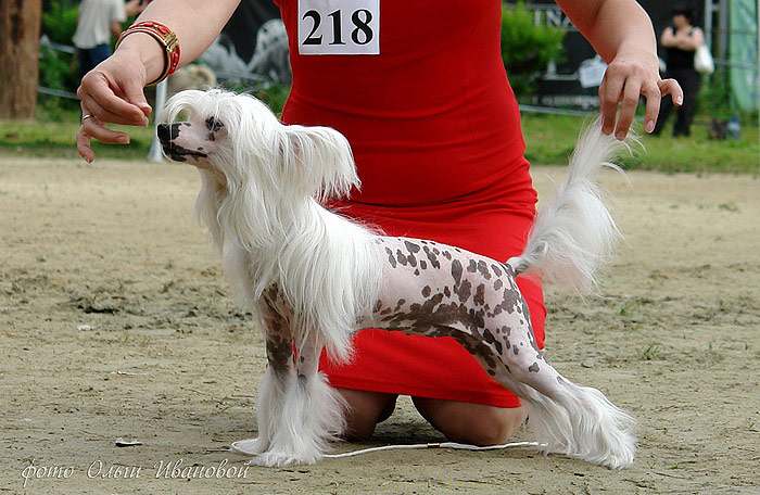Китайская хохлатая собачка на выставке, фото фотография собаки