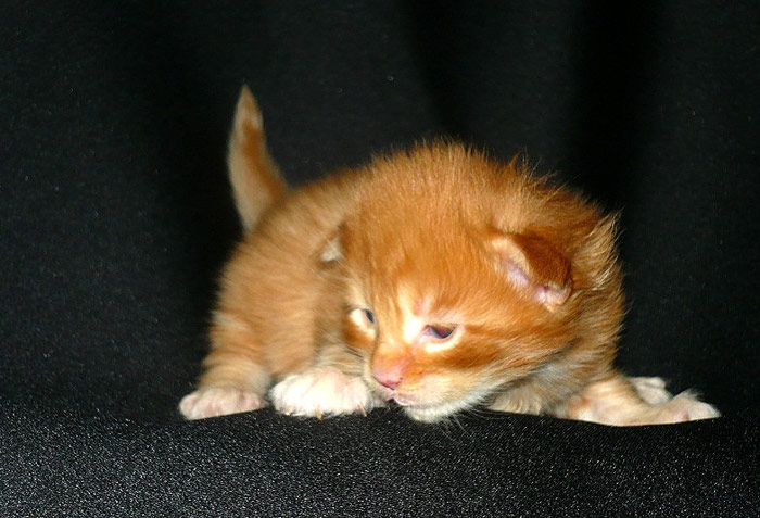 Рыжий котенок, фото фотография 