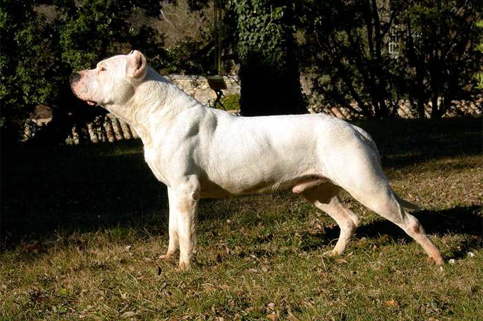 Аргентинский мастиф (дог), фото породы собак фотография