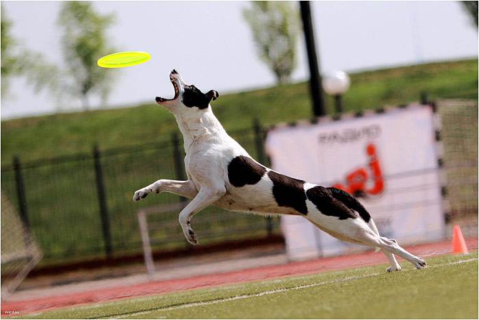 Собака ловит летающий диск, фото собаки фотография