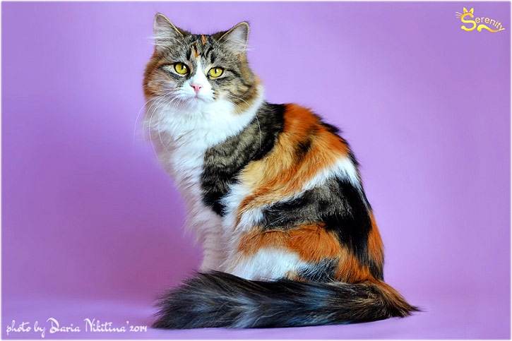 Сибирская кошка, фото кошки, фотография кошек