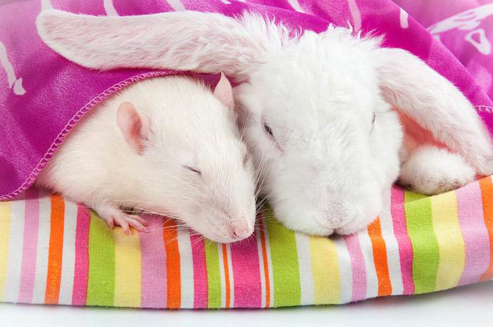 Спящие кролик и крыса, фото содержание кроликов уход фотография