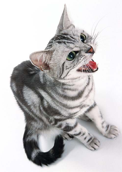 Американская короткошерстная кошка, шипящая кошка, фото фотография кошки