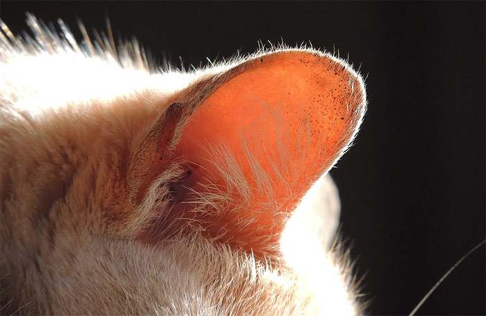 Кошачье ухо, фото фотография картинка