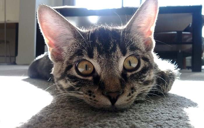 Кошка с выпученными глазами, фото фотография картинка