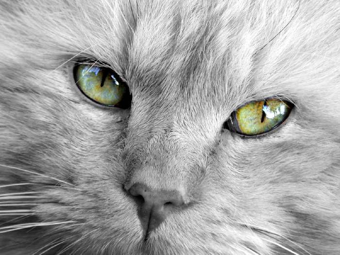 Морда серой кошки с зелеными глазами, фото кошки фотография картинка