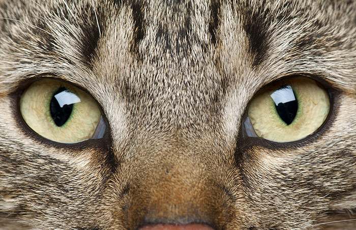 Кошачьи глаза, фото кошки фотография картинка