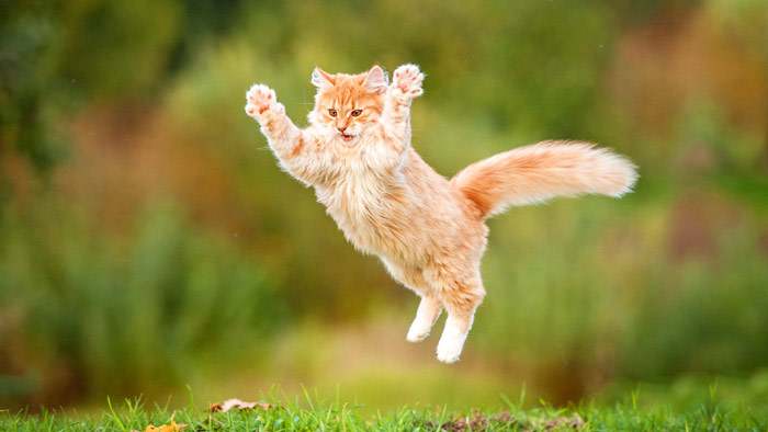 Рыжая длинношерстная кошка прыгает за сухими листьями, фото кошки фотография картинка