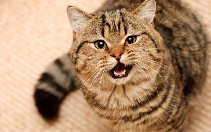 Мяукающая кошка, фото фотография кошки