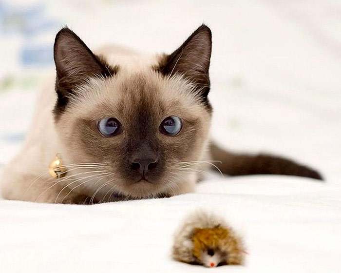 Кошка с косыми глазами охотится на игрушечную мышку, фото кошки приметы фотография
