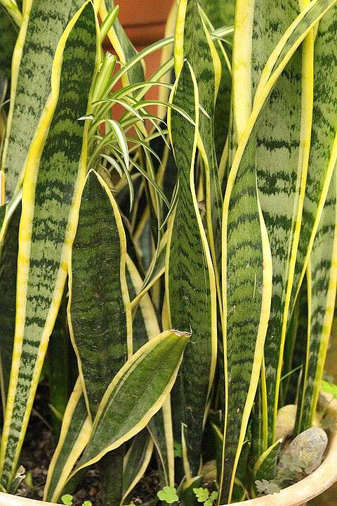 Сансевиерия (Sansevieria), фото растения для квартиры фотография картинка