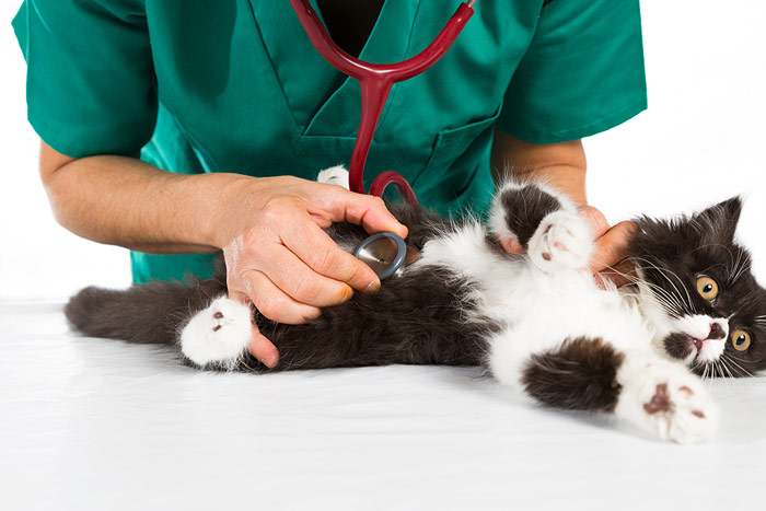 Кошку осматривает ветеринарный врач, фото старость кошки фотография