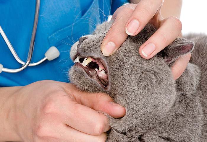 Ветеринарный врач осматривает зубы у кошки, фото старость кошки фотография
