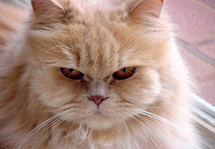 Персидская кошка кот, фото фотография