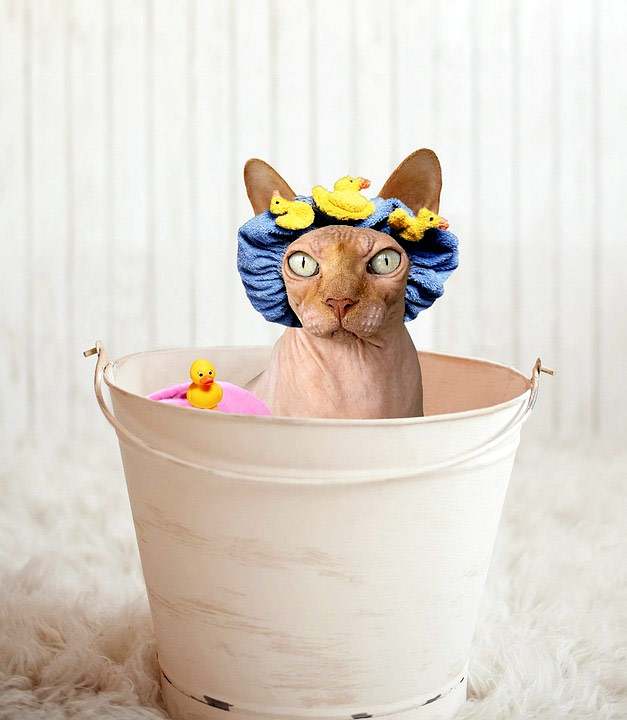 Голая кошка сфинкс готова к купанию, фото фотография