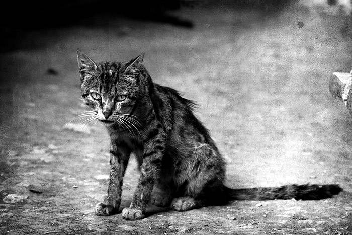 Облезлая уличная кошка кот, фото фотография