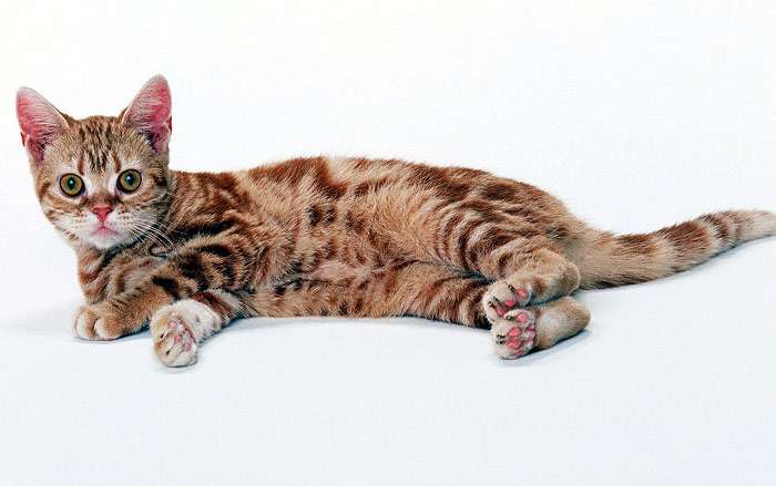 Американская жесткошерстная кошка, фото кошки уход фотография