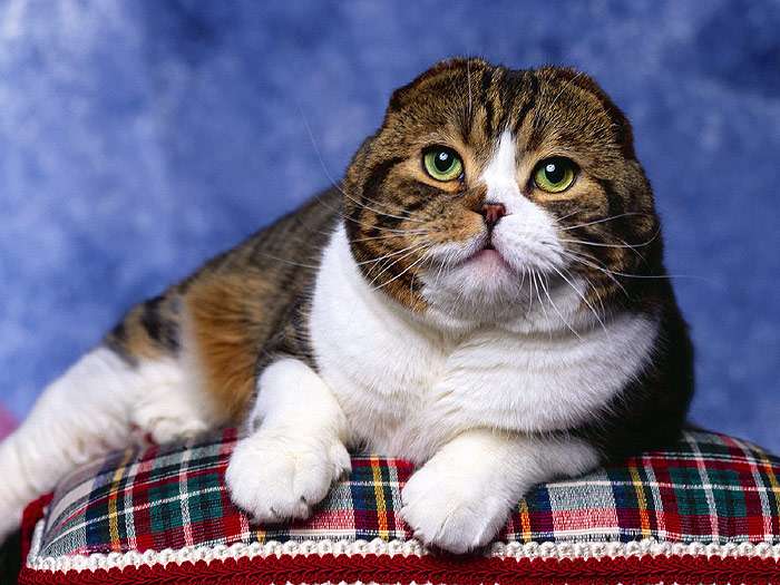 Сибирская кошка, фото кошки уход фотография