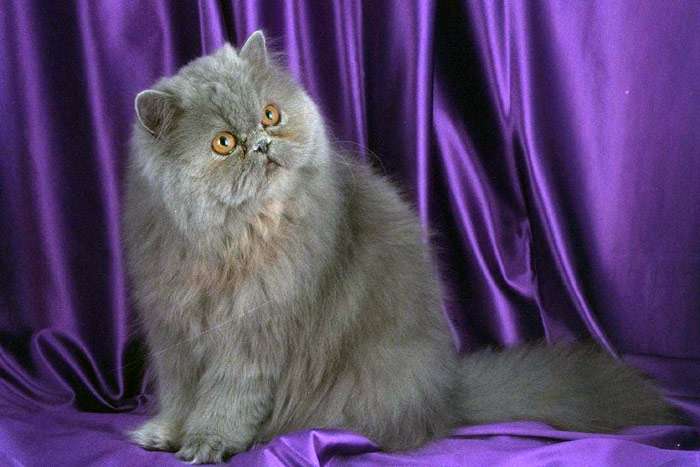Кремовая персидская кошка, фото фотография