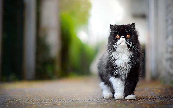 Персидская кошка, перс экстремал, фото фотография