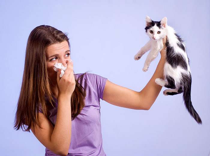 Женщина страдает аллергией на кошек, фото фотография 