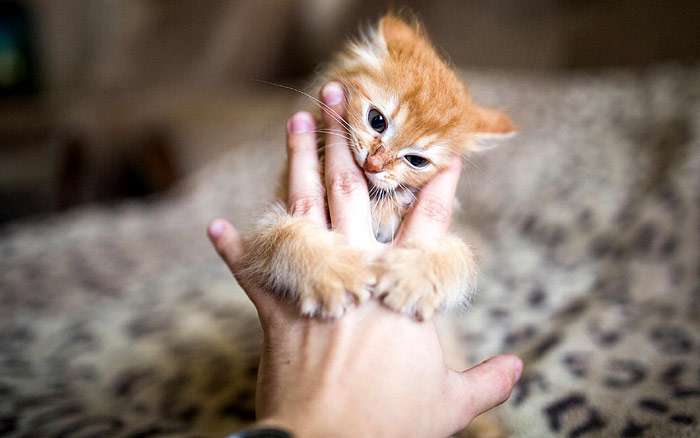 Котенок вцепился когтями в руку, фото кошки, фотография поведение кошек