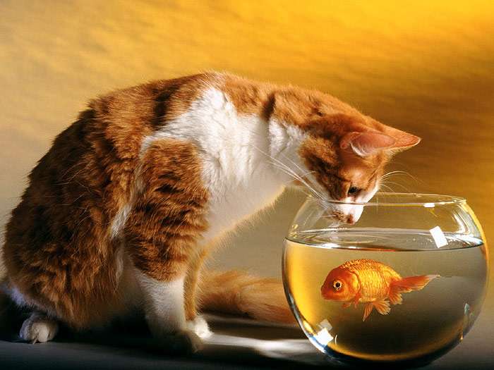 Кот и золотая рыбка, фото фотография
