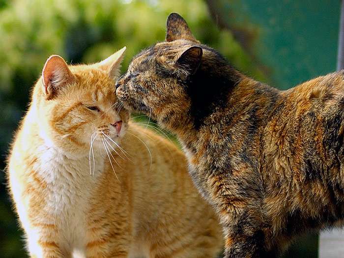 Две кошки обнюхивают друг друга, фото фотография