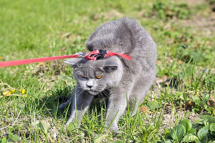 Британский кот на поводке упирается и не хочет идти, фото фотография
