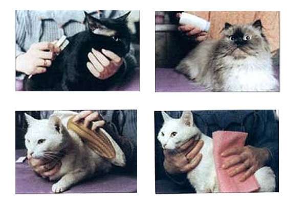 Как правильно ухаживать за кошками разных пород, фото фотография