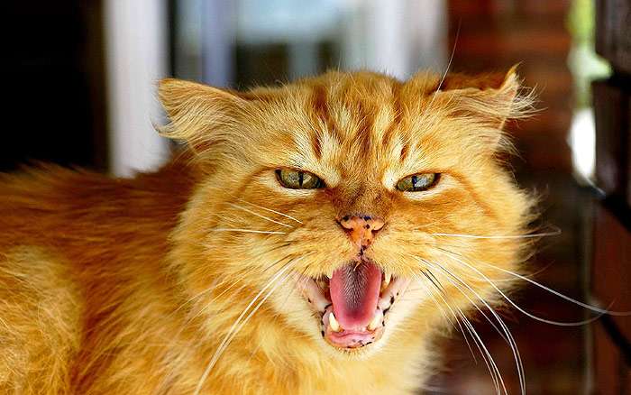 Злой рыжий кот, кошка чем-то недовольна, фото поведение кошки фотография