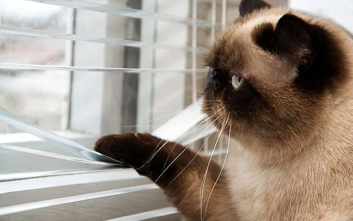 Экзотический короткошерстный кот подсматривает в окно через жалюзи, что происходит на улице, фото кошки фотография