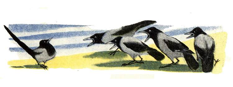 Сорока и вороны, рисунок иллюстрация