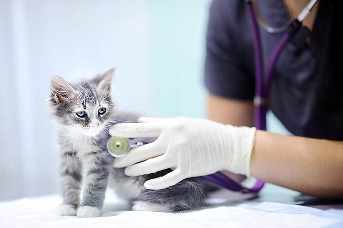 Ветеринарный врач слушает маленького котенка, фотография кошки