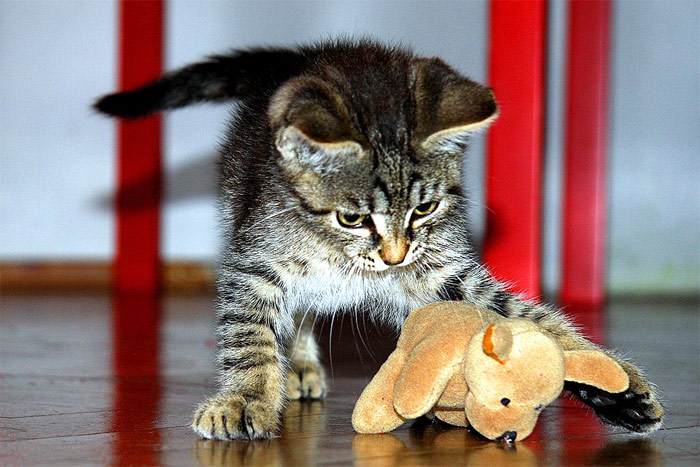 Котенок играет с игрушечным щенком, фото фотография кошки