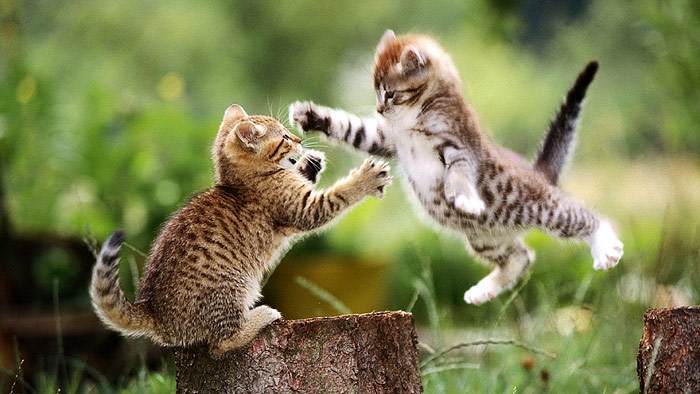 Котята играют друг с другом, фото фотография