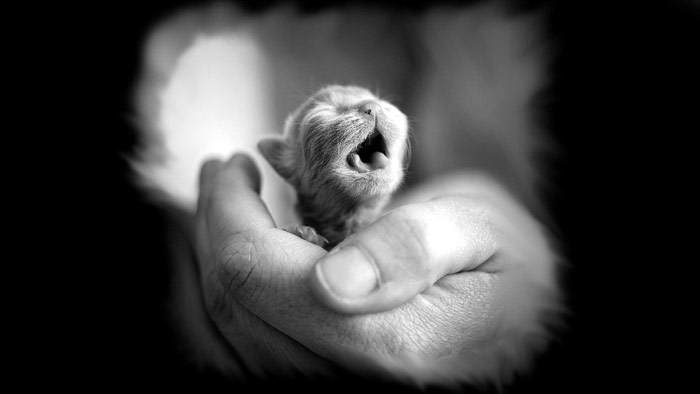 Новорожденный котенок в руках человека, фото фотография