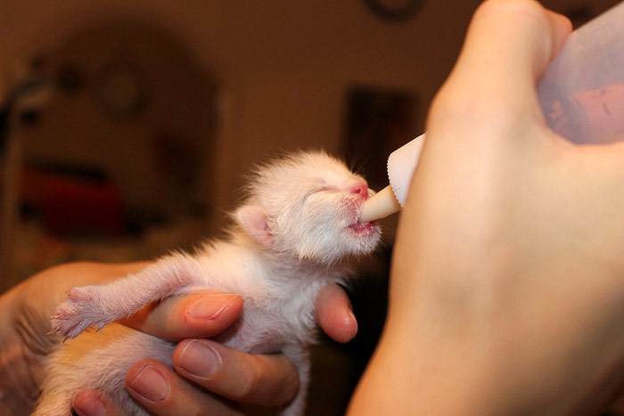 Новорожденного котенка кормят из соски, фото воспитание котят картинка