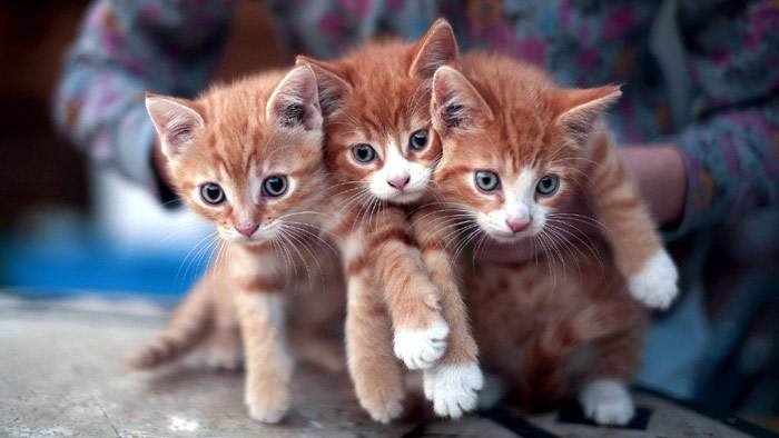 Три рыжих котенка, фото фотография кошки
