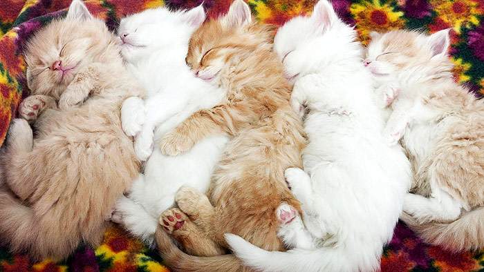 Спящие котята, фото фотография